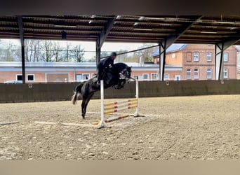 Hannoveriano, Caballo castrado, 5 años, 172 cm, Tordo