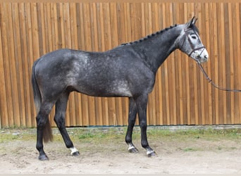 Hannoveriano, Caballo castrado, 5 años, 172 cm, Tordo