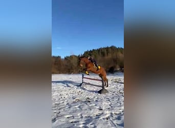 Hannoveriano, Caballo castrado, 5 años, 173 cm, Castaño