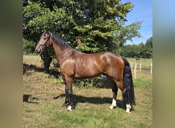 Hannoveriano, Caballo castrado, 5 años, 173 cm, Castaño