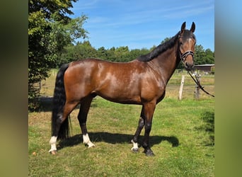 Hannoveriano, Caballo castrado, 5 años, 173 cm, Castaño