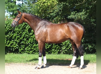 Hannoveriano, Caballo castrado, 5 años, 173 cm, Castaño