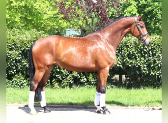 Hannoveriano, Caballo castrado, 5 años, 173 cm, Castaño