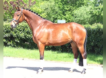 Hannoveriano, Caballo castrado, 5 años, 173 cm, Castaño