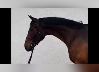 Hannoveriano, Caballo castrado, 5 años, 173 cm, Castaño