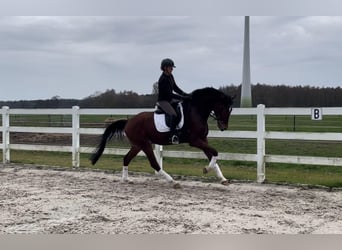 Hannoveriano, Caballo castrado, 5 años, 173 cm, Castaño oscuro