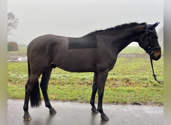 Hannoveriano, Caballo castrado, 5 años, 173 cm, Morcillo