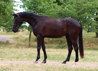 Hannoveriano, Caballo castrado, 5 años, 173 cm, Negro