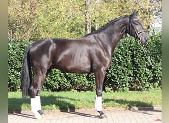 Hannoveriano, Caballo castrado, 5 años, 173 cm, Negro