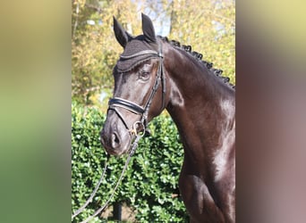 Hannoveriano, Caballo castrado, 5 años, 173 cm, Negro