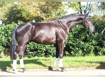 Hannoveriano, Caballo castrado, 5 años, 173 cm, Negro