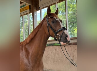 Hannoveriano, Caballo castrado, 5 años, 174 cm, Alazán