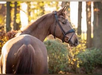 Hannoveriano, Caballo castrado, 5 años, 174 cm, Alazán