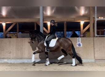 Hannoveriano, Caballo castrado, 5 años, 174 cm, Castaño