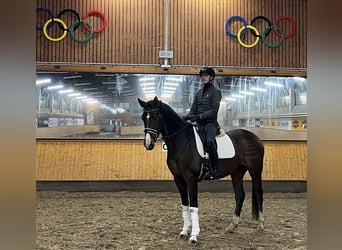 Hannoveriano, Caballo castrado, 5 años, 174 cm, Castaño