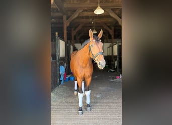 Hannoveriano, Caballo castrado, 5 años, 174 cm, Castaño