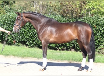 Hannoveriano, Caballo castrado, 5 años, 174 cm, Castaño