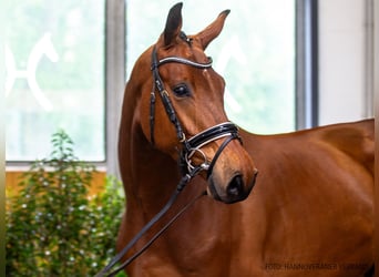 Hannoveriano, Caballo castrado, 5 años, 174 cm, Castaño