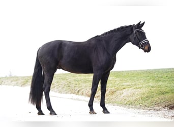 Hannoveriano, Caballo castrado, 5 años, 174 cm, Castaño oscuro