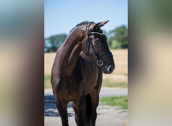 Hannoveriano, Caballo castrado, 5 años, 174 cm, Morcillo