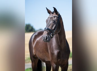 Hannoveriano, Caballo castrado, 5 años, 174 cm, Morcillo