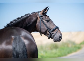 Hannoveriano, Caballo castrado, 5 años, 174 cm, Morcillo