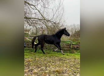 Hannoveriano, Caballo castrado, 5 años, 174 cm, Negro