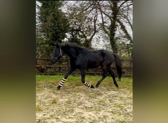 Hannoveriano, Caballo castrado, 5 años, 174 cm, Negro