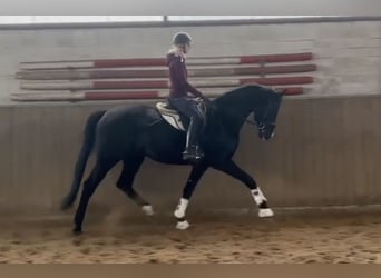 Hannoveriano, Caballo castrado, 5 años, 174 cm, Negro