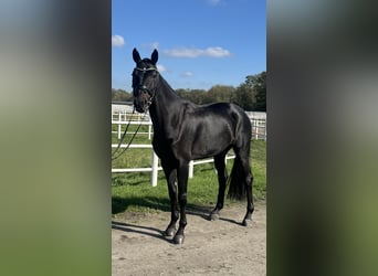 Hannoveriano, Caballo castrado, 5 años, 174 cm, Negro