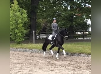 Hannoveriano, Caballo castrado, 5 años, 174 cm, Negro