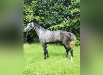 Hannoveriano, Caballo castrado, 5 años, 174 cm, Tordo