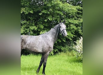 Hannoveriano, Caballo castrado, 5 años, 174 cm, Tordo