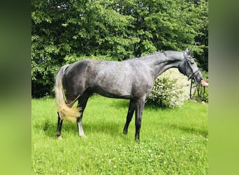 Hannoveriano, Caballo castrado, 5 años, 174 cm, Tordo