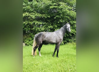 Hannoveriano, Caballo castrado, 5 años, 174 cm, Tordo