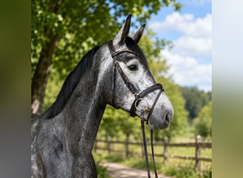 Hannoveriano, Caballo castrado, 5 años, 174 cm, Tordo