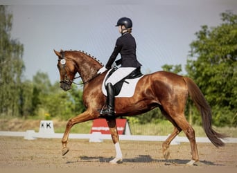 Hannoveriano, Caballo castrado, 5 años, 175 cm, Alazán