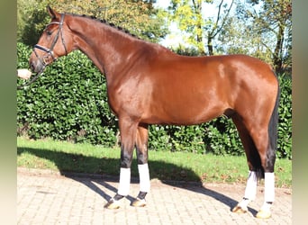 Hannoveriano, Caballo castrado, 5 años, 175 cm, Castaño
