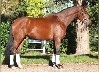 Hannoveriano, Caballo castrado, 5 años, 175 cm, Castaño