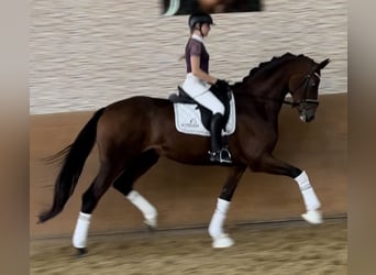 Hannoveriano, Caballo castrado, 5 años, 175 cm, Castaño oscuro