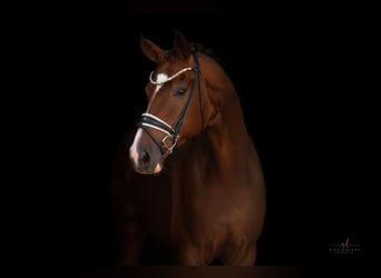 Hannoveriano, Caballo castrado, 5 años, 175 cm, Castaño oscuro