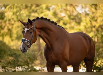 Hannoveriano, Caballo castrado, 5 años, 175 cm, Castaño oscuro
