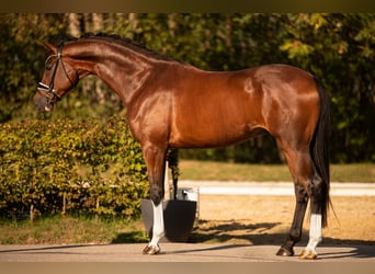 Hannoveriano, Caballo castrado, 5 años, 175 cm, Castaño oscuro