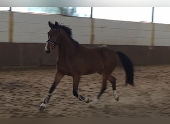 Hannoveriano, Caballo castrado, 5 años, 175 cm, Castaño oscuro
