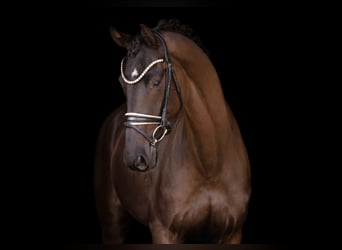 Hannoveriano, Caballo castrado, 5 años, 175 cm, Morcillo