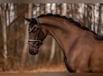 Hannoveriano, Caballo castrado, 5 años, 175 cm, Morcillo