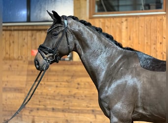 Hannoveriano, Caballo castrado, 5 años, 175 cm, Morcillo