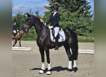 Hannoveriano, Caballo castrado, 5 años, 175 cm, Negro