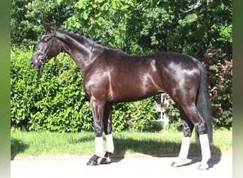 Hannoveriano, Caballo castrado, 5 años, 175 cm, Negro