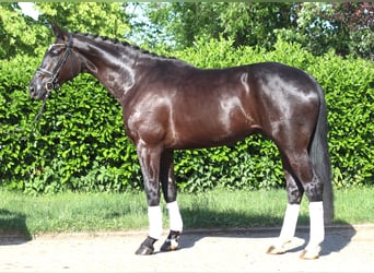 Hannoveriano, Caballo castrado, 5 años, 175 cm, Negro